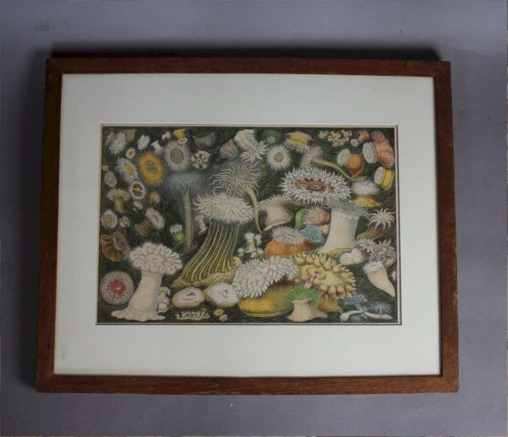 victorian framed plate of Sea anenome
