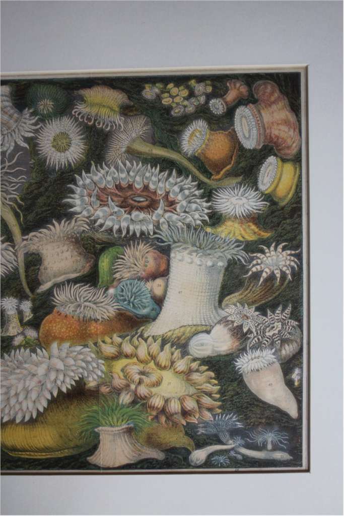 Victorian framed plate of Sea anemone