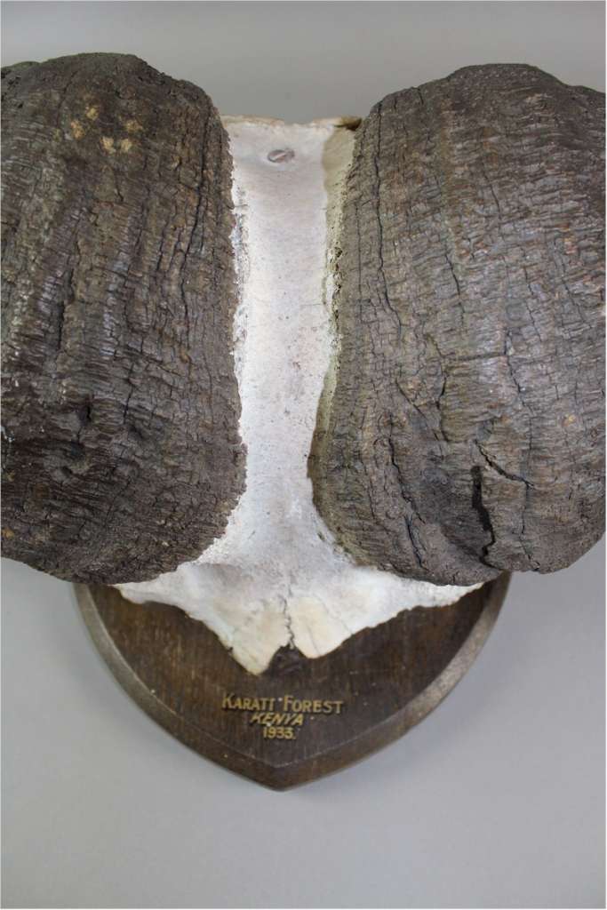 Taxidermy: Water Buffalo horns mounted on shield dated 1933