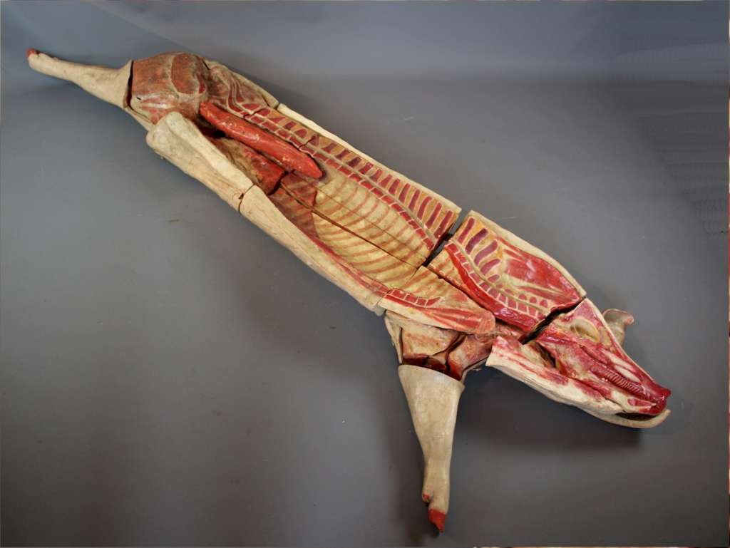 Antique butchers anatomical model of a pig