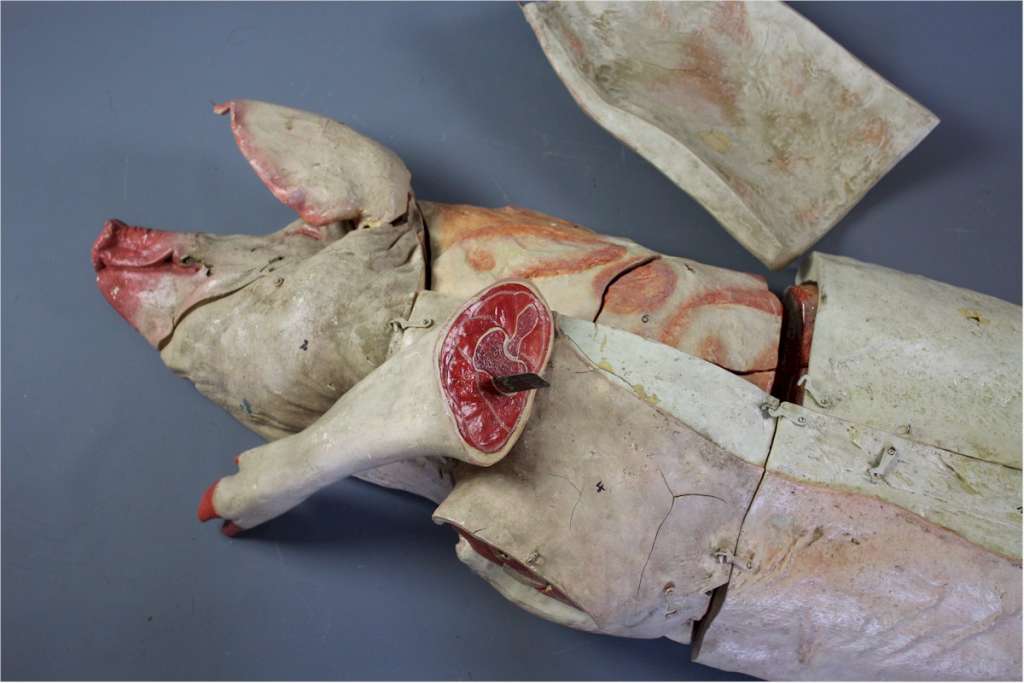 Antique butchers anatomical model of a pig