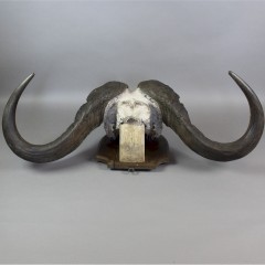 Taxidermy: Water Buffalo horns mounted on shield dated 1933