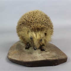 Taxidermy hedgehog on wooden plinth